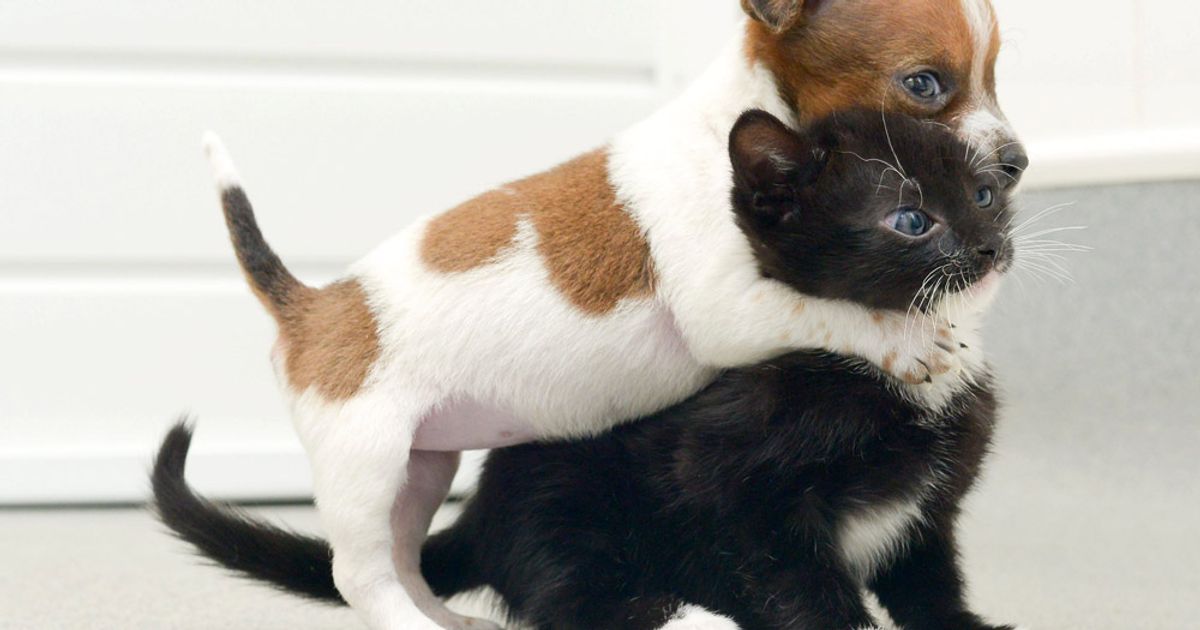 Kitten and puppy are so close they think they're sisters at rescue